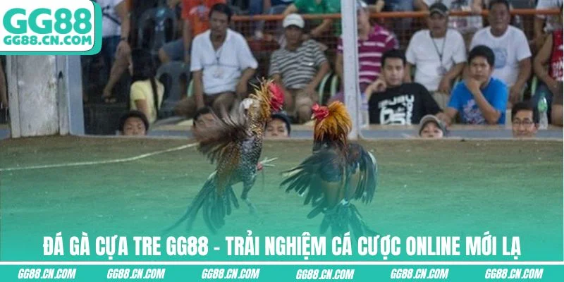 Ảnh đại diện đá gà cựa tre