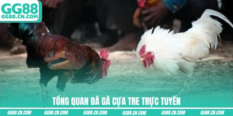 Tổng quan đá gà Cựa Tre trực tuyến