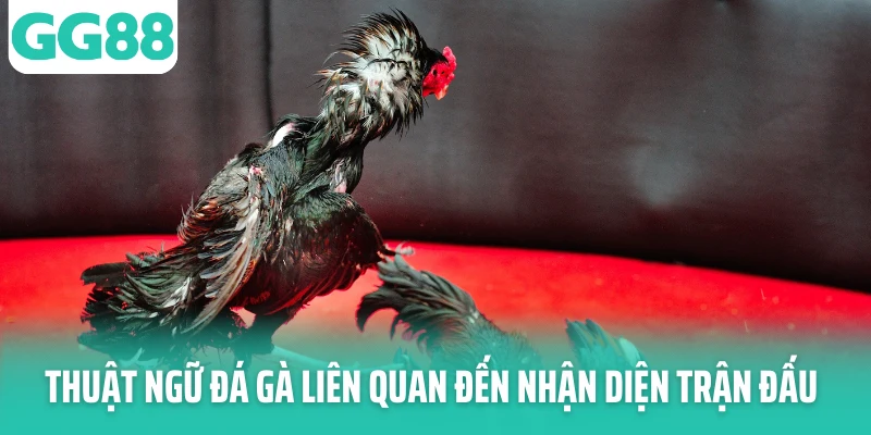 Thuật ngữ đá gà liên quan đến nhận diện trận đấu Thuật ngữ đá gà liên quan đến nhận diện trận đấu