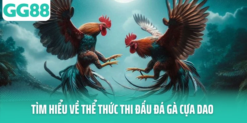 Tìm hiểu về thể thức thi đấu đá gà cựa dao